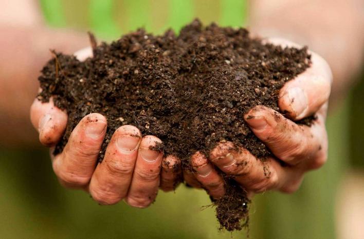 Compost in Hands